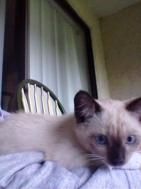 Ash_Is_Pichu's tweet photo. @LukeIsNotSexy Luke I'm so happy for you good job dude
Celebratory cat (it's name is betty) http://t.co/w0DzovRQCs