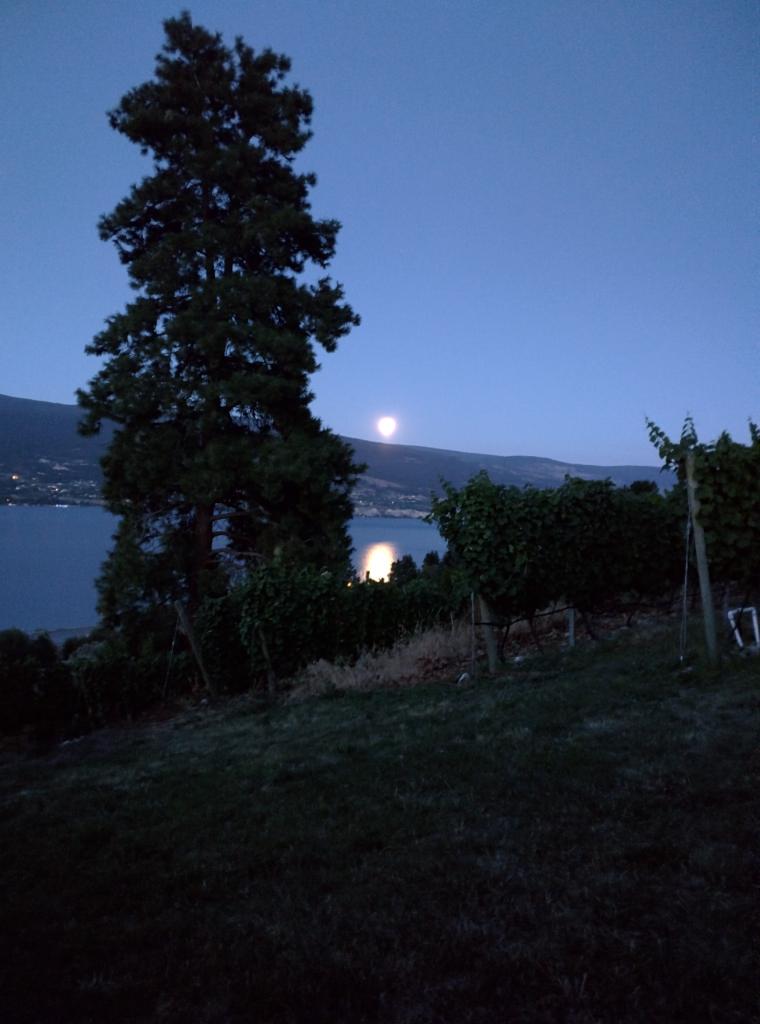 bartierbros's tweet photo. A few minutes after sunset turn around and see the moon rise beside the eponymous Lone Pine at the vineyard #BlueMoon http://t.co/mJwmY4kkaR