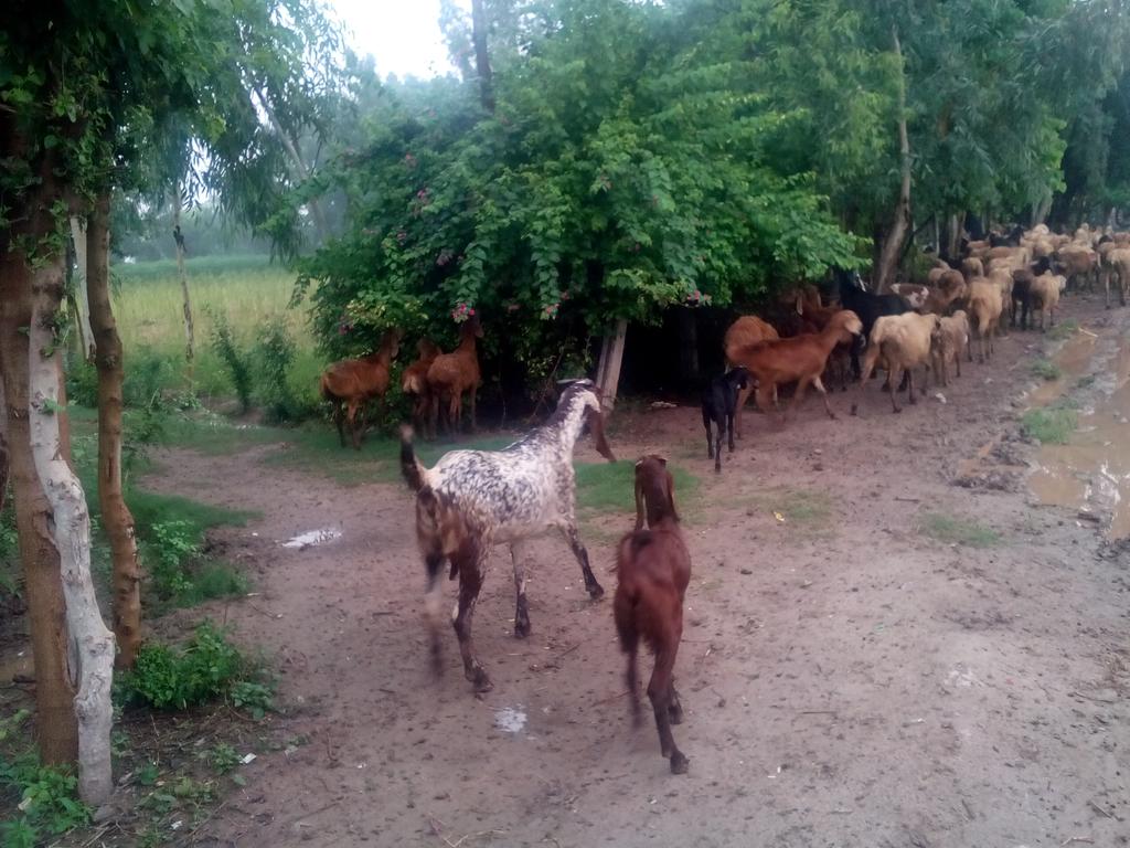 RaviGoatFarm tweet picture
