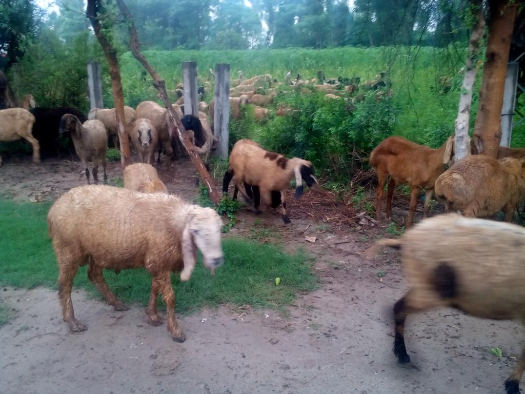 RaviGoatFarm tweet picture