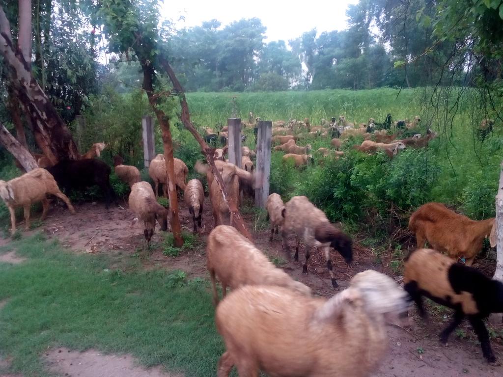 RaviGoatFarm tweet picture