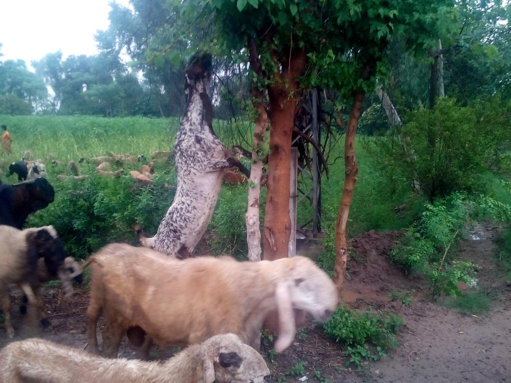 RaviGoatFarm tweet picture