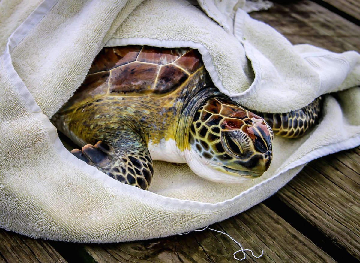 GreenGlobalTrvl's tweet photo. TEXAS: Our Sea Turtle Rescue with Sea Turtle Inc http://t.co/XeJacyLD9P http://t.co/n1QYW7pD9g