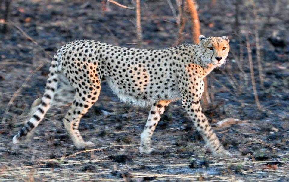 Mtpatourism's tweet photo. Get in touch with nature: 2x full days game drive, DB&B Only R5890pps #winterpackagesMP http://t.co/UAdsgm0OdI http://t.co/ux12E9NS0Q