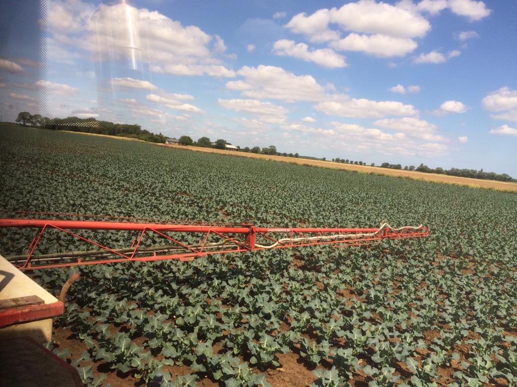 On the broccoli this morning