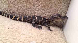 caveman9469's tweet photo. http://t.co/r1eYBdABco