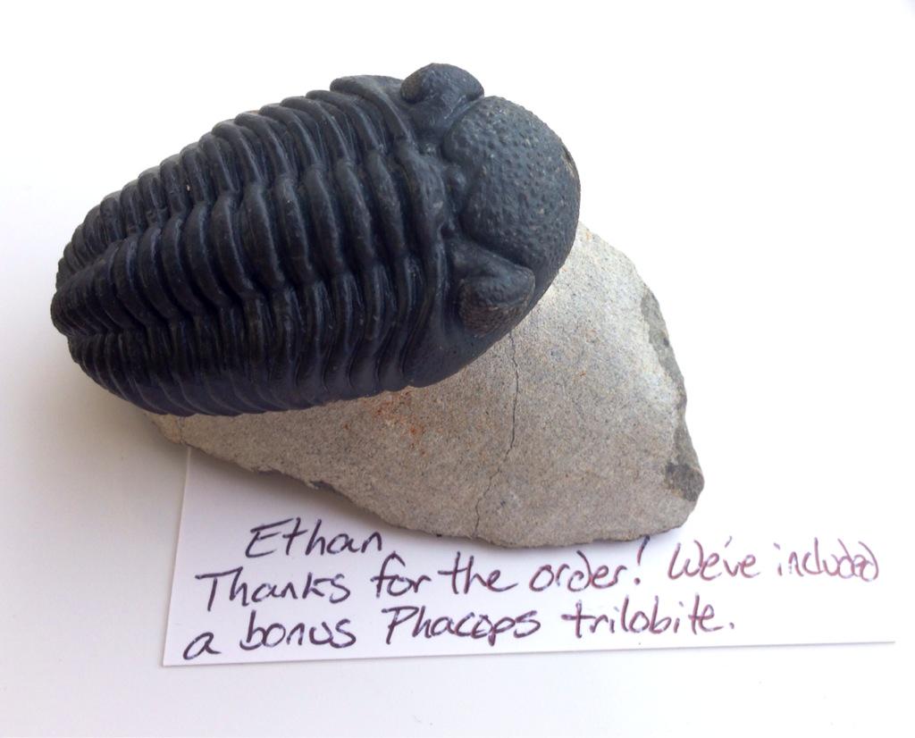 UK Fossils tweet media