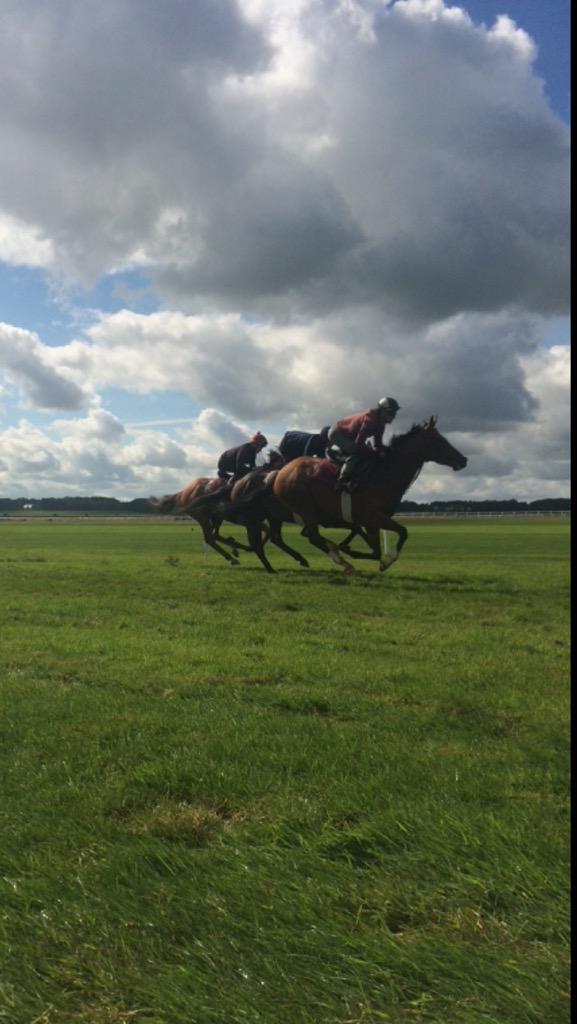 curraghrace's tweet photo. RT @JohnnyMurtagh: Beautiful ground this morning on @curraghrace #GrassGallops great shots by Lauren http://t.co/vyTfrG9LJX
