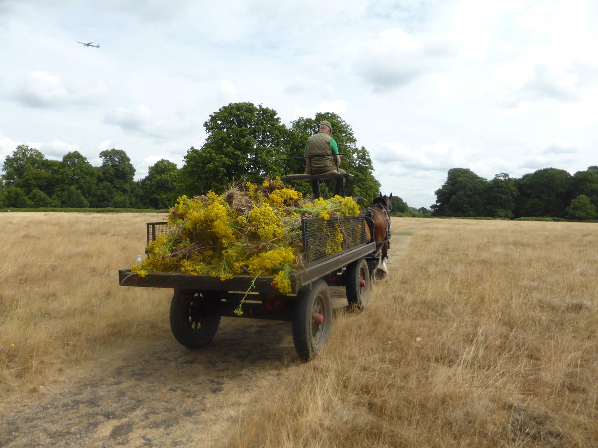 Operation Centaur tweet media