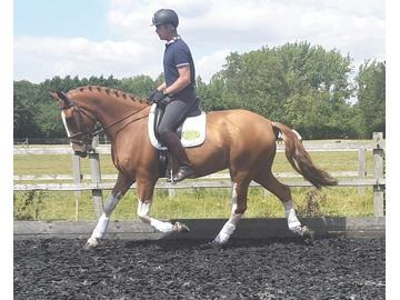 ukequestriancom's tweet photo. Stunning 16.1 Irish gelding - http://t.co/Vknl8DPGAP http://t.co/TipGbrjljO