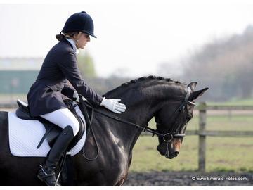 ukequestriancom's tweet photo. Striking KWPN Gelding - http://t.co/b4BKEimSxF http://t.co/YRJbRbZqJS