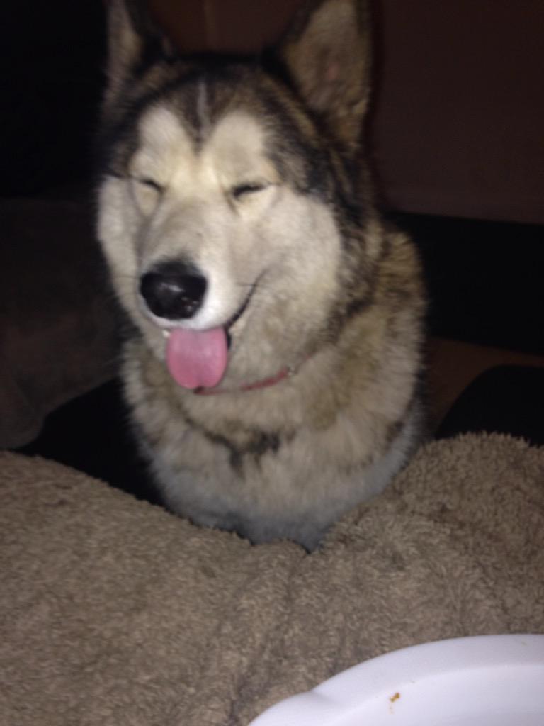 leafarrell's tweet image. Cutie Heidi my doggie 😍