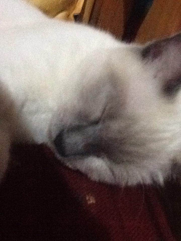 EthanMina's tweet photo. Miaou http://t.co/Wa6slB5tAa