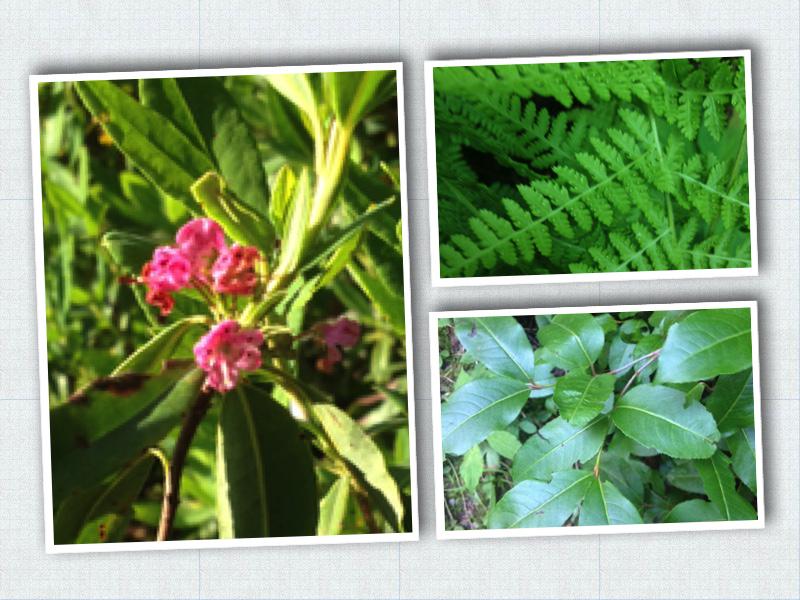 FundyNP's tweet photo. #FundyNP is full of amazing biodiversity! #BioBlitz2015 http://t.co/GUfEtKJh2t http://t.co/EpZYJOIBQ1