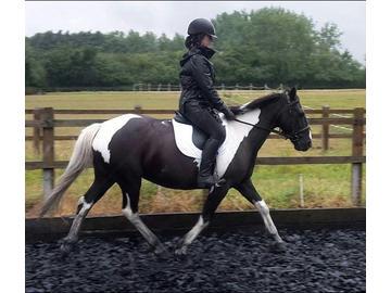 ukequestriancom's tweet photo. STUNNING 13.2HH 7YO IRISH MARE - http://t.co/M0FBsPtwJY http://t.co/nsVt7VGNfl
