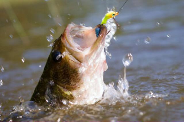 fishingammo's tweet photo. #FishingAmmo #ShellBobbers gettin it done in the water! http://t.co/EaUDvI9EDJ