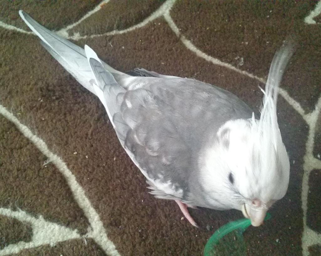 bikkelbiker's tweet photo. 【拡散希望】6月7日16時頃、オカメインコ WFノーマル 2歳半♂ ピピ 札幌市白石区東札幌で迷子になりました。人が大好きで手や肩や爪先に来て離れません。まだ無事でいることを信じてます。札幌市白石暑豊平暑届出済 #迷い鳥 #保護 http://t.co/jJpZDGIgh0