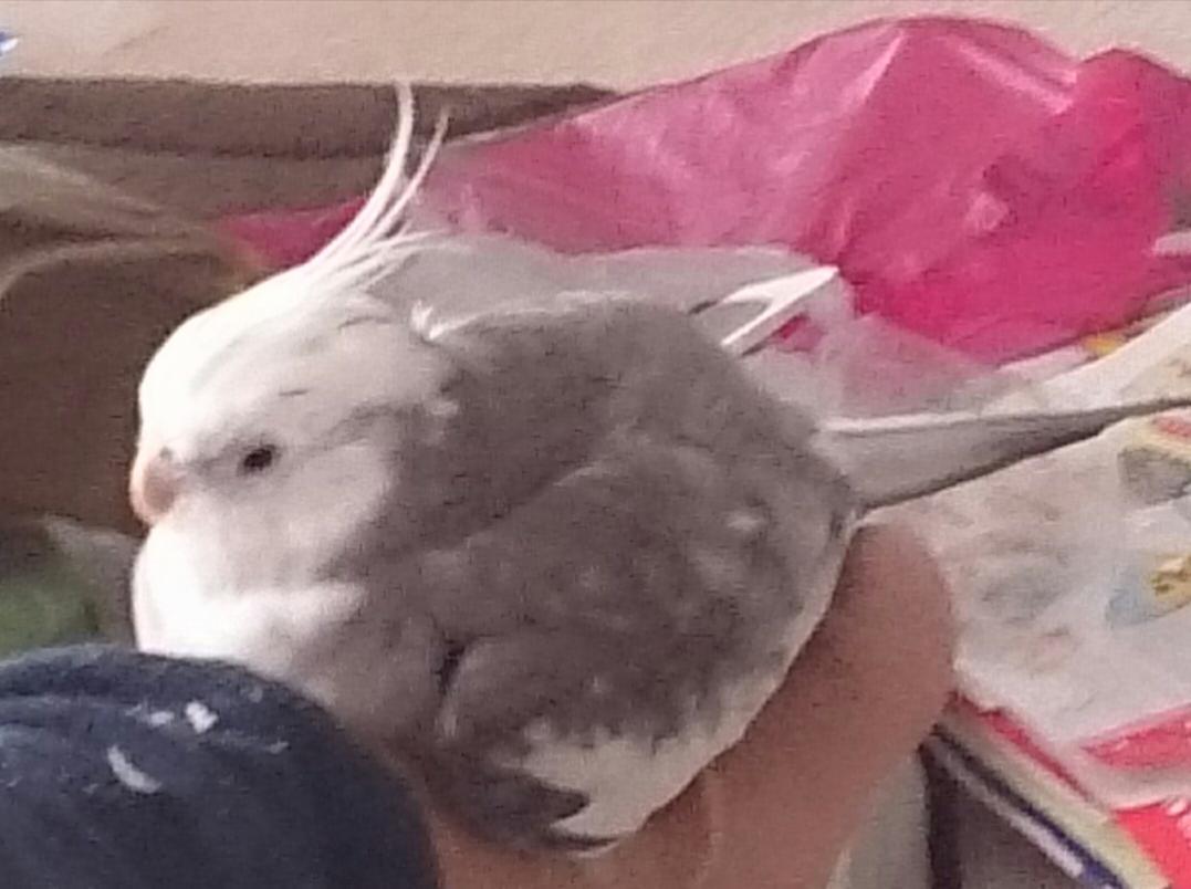 bikkelbiker's tweet photo. 【拡散希望】6月7日16時頃、オカメインコ WFノーマル 2歳半♂ ピピ 札幌市白石区東札幌で迷子になりました。人が大好きで手や肩や爪先に来て離れません。まだ無事でいることを信じてます。札幌市白石暑豊平暑届出済 #迷い鳥 #保護 http://t.co/jJpZDGIgh0