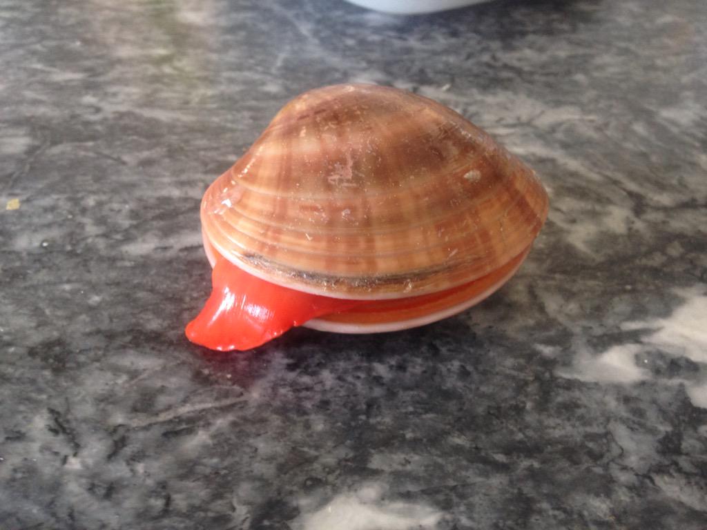 Cooketasha's tweet photo. Miley Cyrus clam..... #food #summertime #wreckingball http://t.co/RghobPIW9B