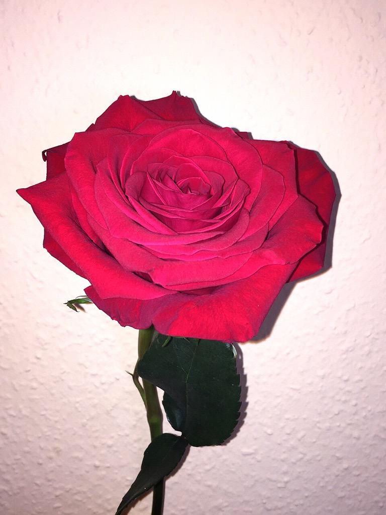 ChanelDiamond's tweet photo. Rose ❤️ http://t.co/WOT0SDW5E8