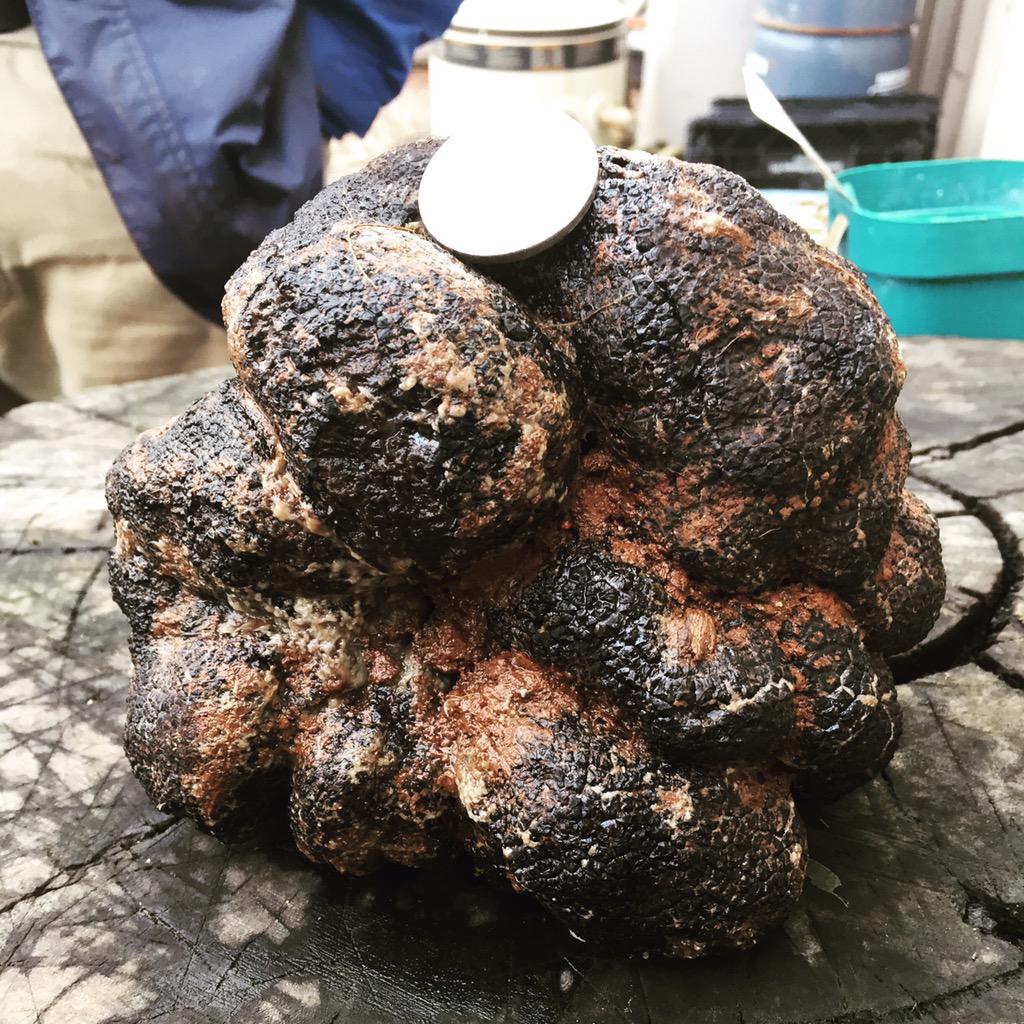 TruffleDaryl's tweet photo. 1.1kg truffle harvested at Yarra Valley Truffles today! http://t.co/x9T5JZ6p44