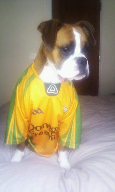 ScienceDogIzzy's tweet photo. Giving science a break today to support the mighty Donegal!! #gaa #Donegal http://t.co/192QcKixgf