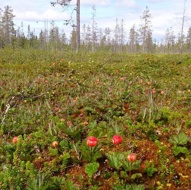 ordjamt's tweet photo. Tur mæ fär heimöver imåra sä mæ int grämes sä djävulskt. #mylta http://t.co/dr6vUJUwlM