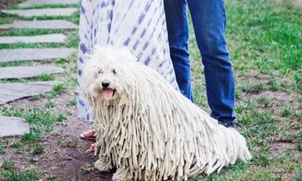 justascore's tweet photo. Mark Zuckerberg's dog has broken the Internet. What would you score this pooch out of 10? https://t.co/hH1HBqwgjf http://t.co/3AmUXMRphh