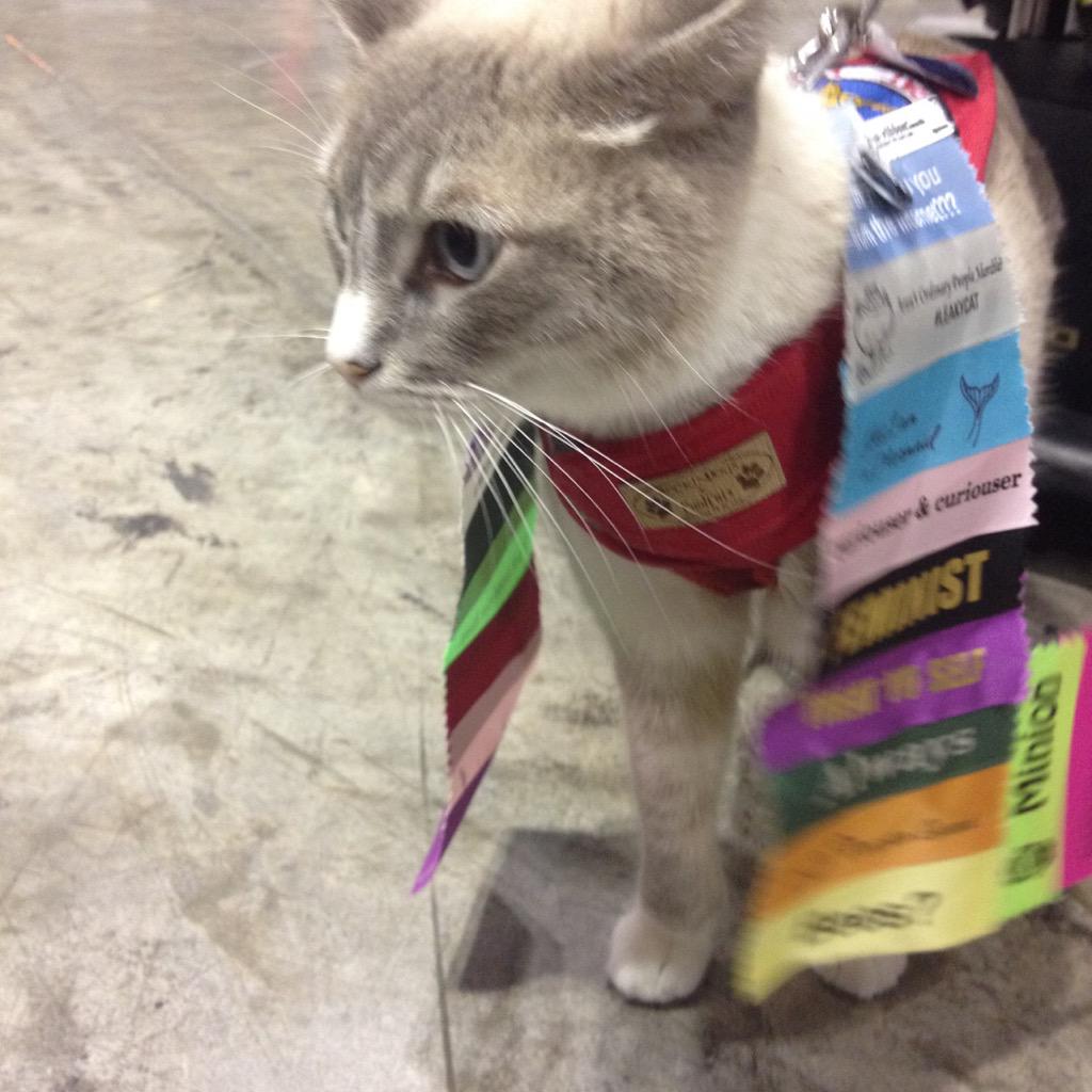 hey_friend's tweet photo. Celeb sighting! It's #leakycat! #geekycon http://t.co/PdUN2vYPLC