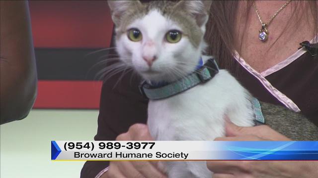 Adopt A Pet! Meet Alice and Jackson! bit.ly/1LWuCKZ http://t.co/Geg62o7uQ8