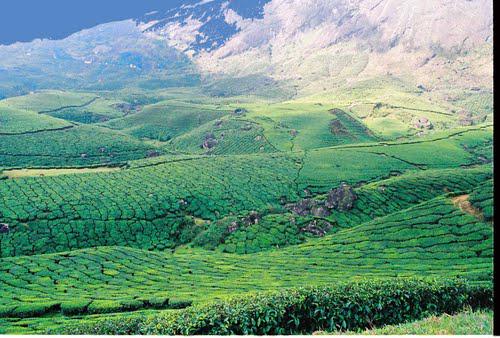 holidify's tweet image. #Offbeat Destination of the Day - #Devikulam greenest sceneries, waterfalls &amp;amp; tea plantations #ODD #Holidify #Travel