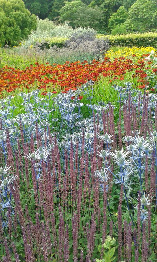 gardenbirdblog's tweet photo. Incredible amount of great planting put in @RHSHarlowCarr over the last decade. Great to see it thriving. http://t.co/4AHcmCfTtl