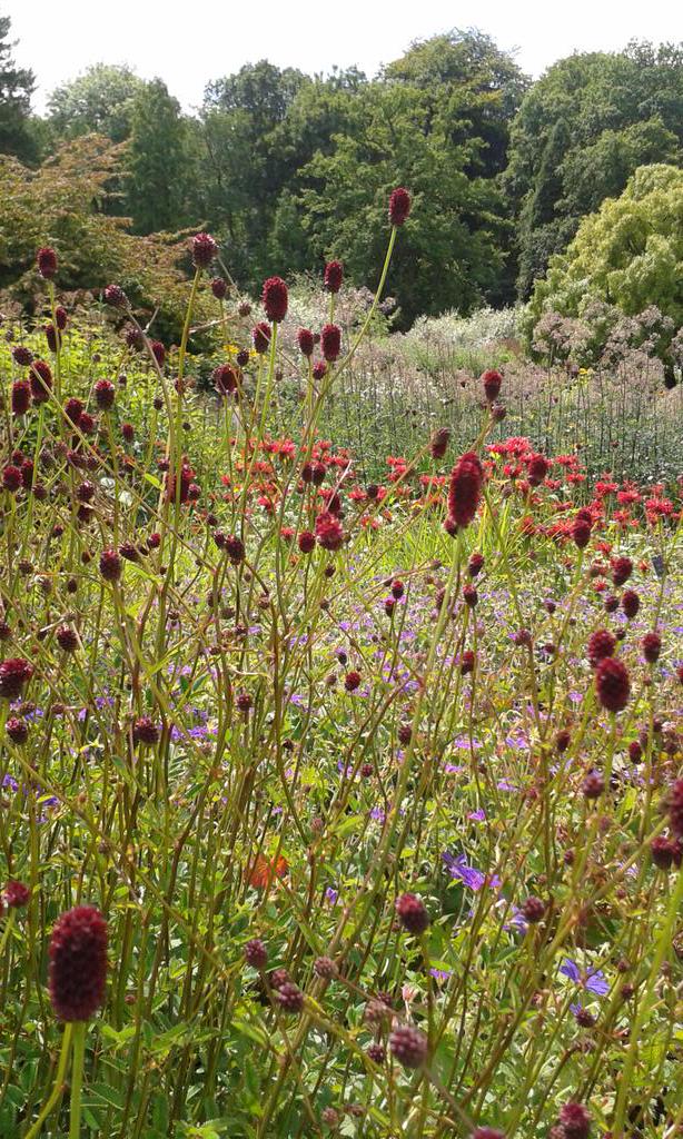gardenbirdblog's tweet photo. Incredible amount of great planting put in @RHSHarlowCarr over the last decade. Great to see it thriving. http://t.co/4AHcmCfTtl