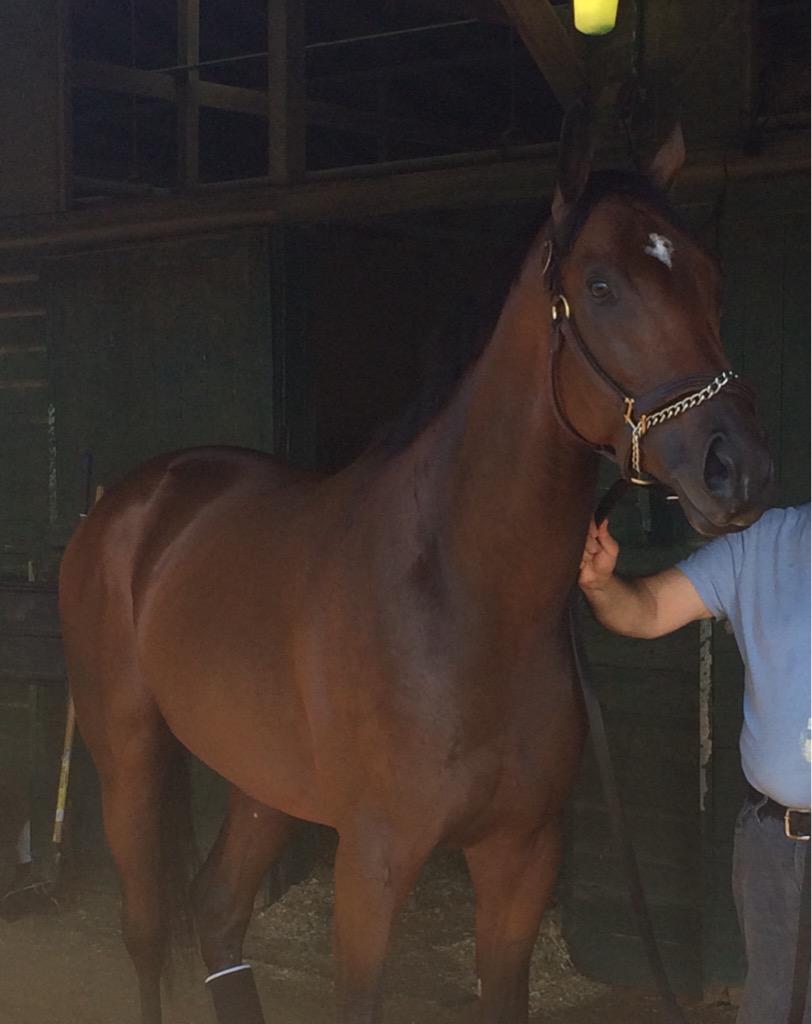 Top Clearance shortly after his track appearance today <a href="/MonmouthPark/">Monmouth Park</a> #Haskel2015