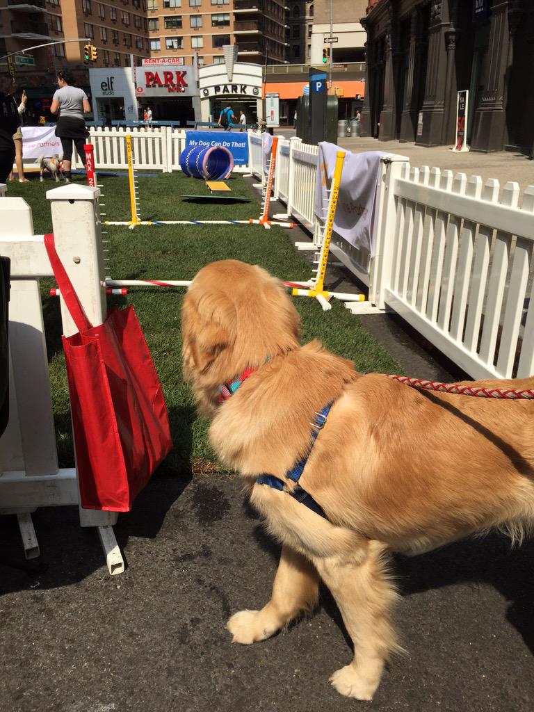 SummerStreets's tweet photo. To run. Or not to run. #adogsmind at @akcdoglovers #dogpark #astorplace rest stop http://t.co/ScBD8I7j8u