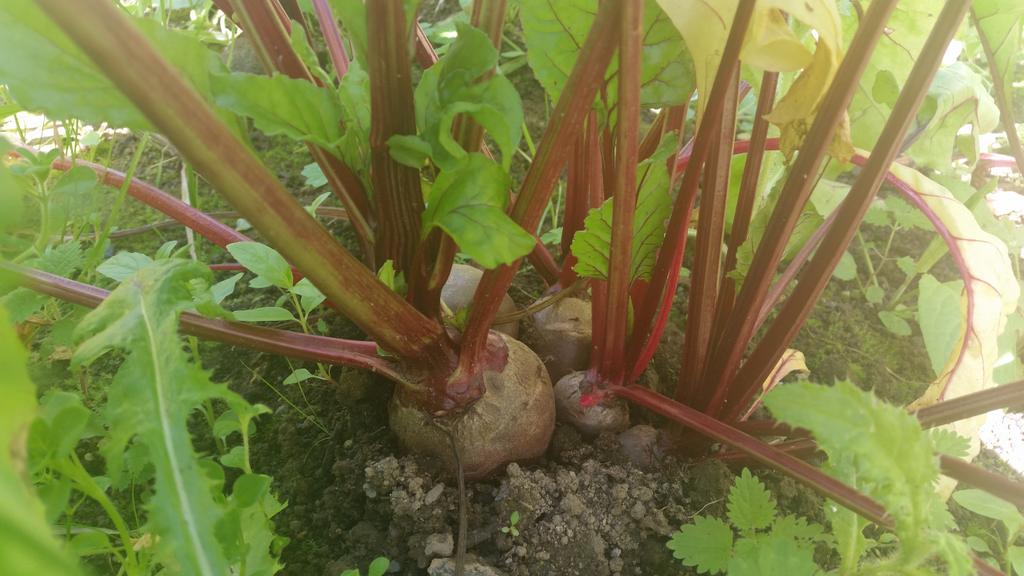 ArdilaunBistro's tweet photo. Our walled garden is coming along @Artisan_West #TasteofTheArdilaun http://t.co/2DycLzGl2R