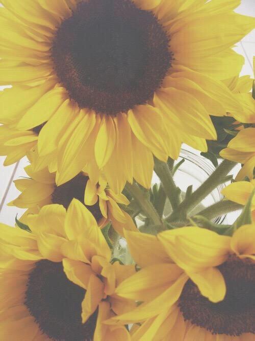 ChiIIVlbes's tweet photo. Sunflowers make me so happy 🌻 http://t.co/d8ZaW9DpU7