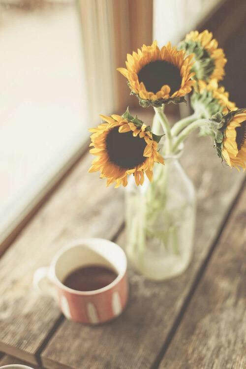ChiIIVlbes's tweet photo. Sunflowers make me so happy 🌻 http://t.co/d8ZaW9DpU7