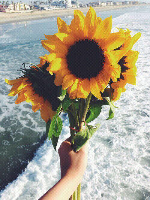 ChiIIVlbes's tweet photo. Sunflowers make me so happy 🌻 http://t.co/d8ZaW9DpU7