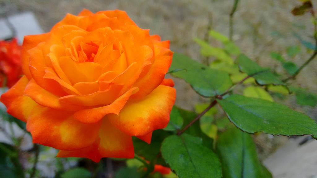 Amanece en mi ventana