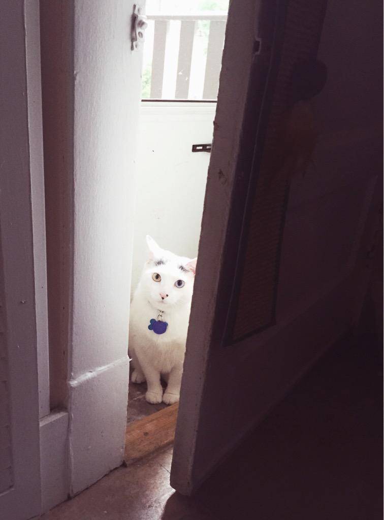 FringeBabyBlog's tweet image. Happy #Caturday!