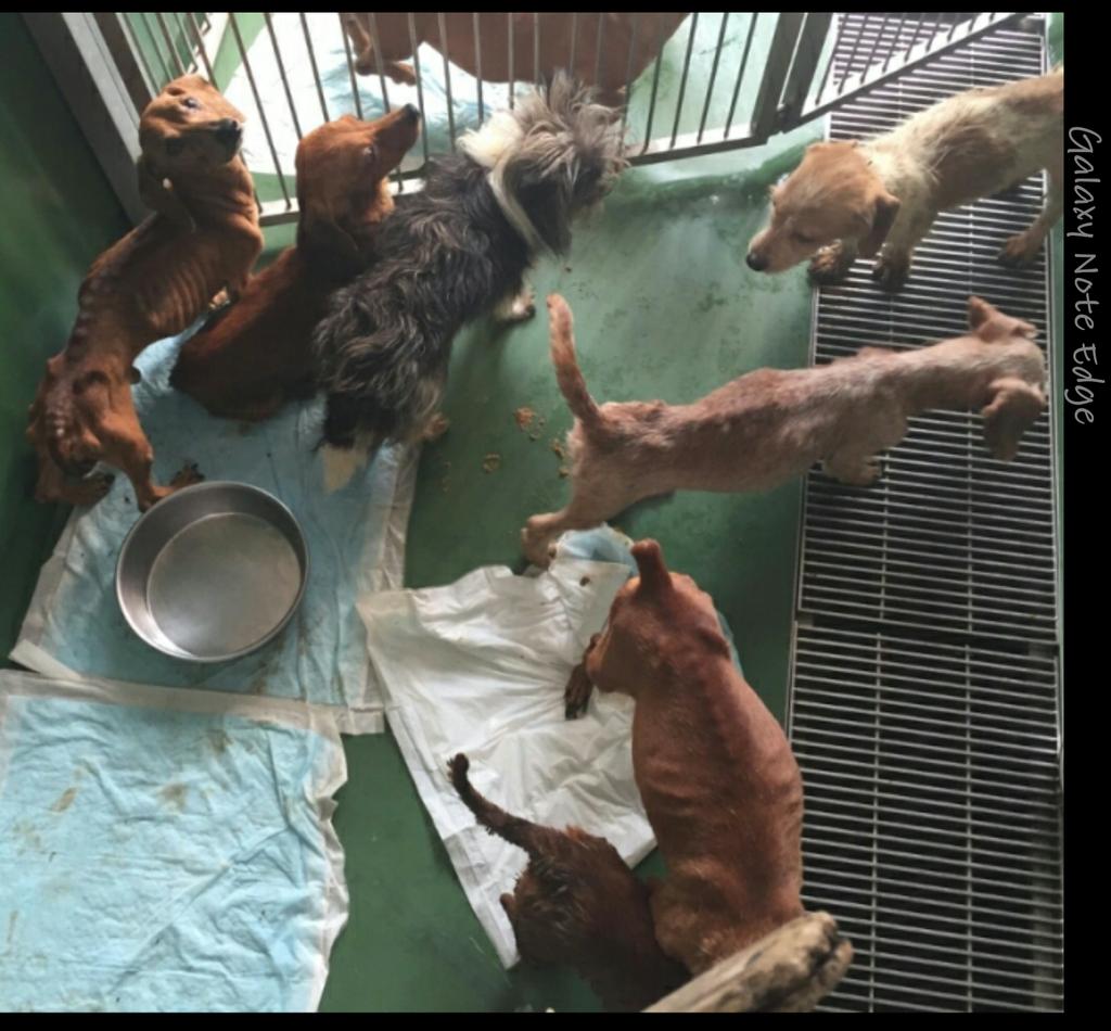 shingoreo's tweet photo. 【拡散希望】 #小型犬 #大量収容 
力を貸してください！
 #独居老人死亡 により、家に残された小型犬たちがセンターに収容されました！
http://t.co/mMIBYLAUTW http://t.co/qCod8jQSj3