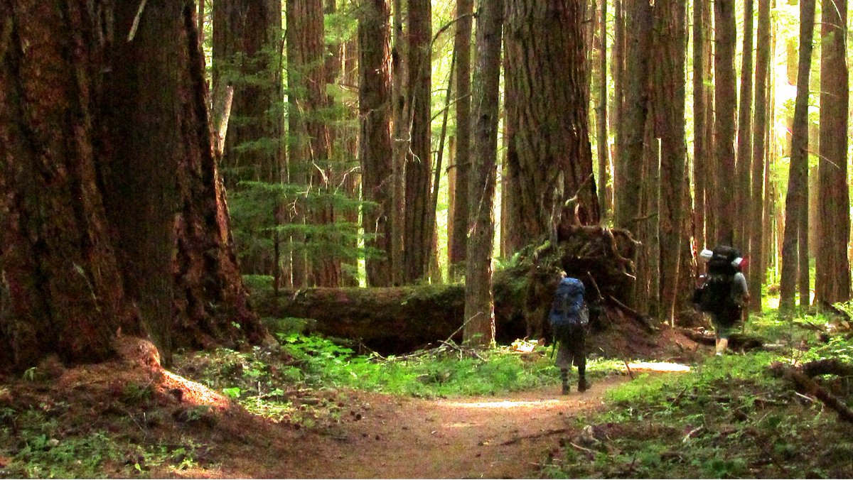 WildOlympics's tweet photo. The ancient forests along the Upper Dungeness Trail Proposed Wilderness remains vulnerable to #LoggingWithoutLaws http://t.co/N4XzEacHrK