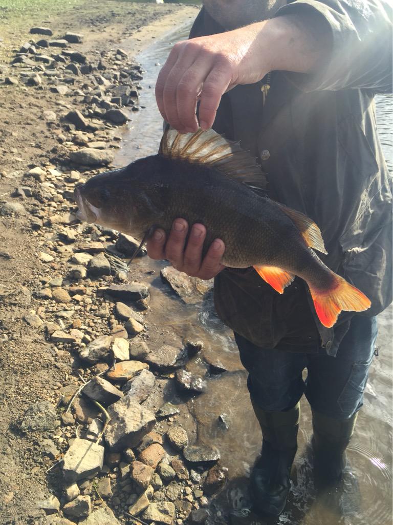 LeemingDanny's tweet image. Now that's a fish #fishing