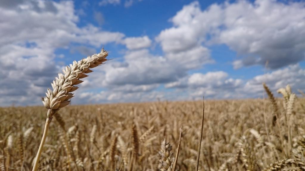 Richardesty's tweet photo. Lincolnshire's #BigSkies certainly came out to play at mums today! Can't beat the Lincs countryside 👍 #ThorpeStPeter http://t.co/1quNJA74B0