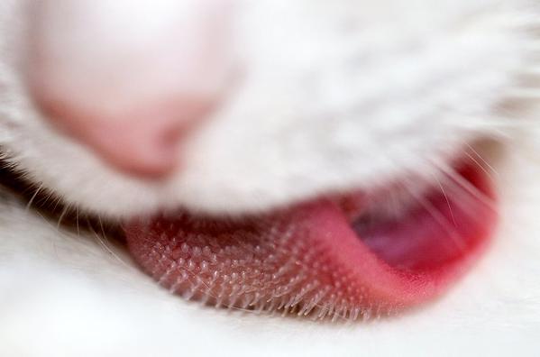 jisumerufih's tweet photo. Did you know that if your cat licks you can go blind? See how =>>> http://t.co/1upKjXpB18 http://t.co/2HAGuZ7ump