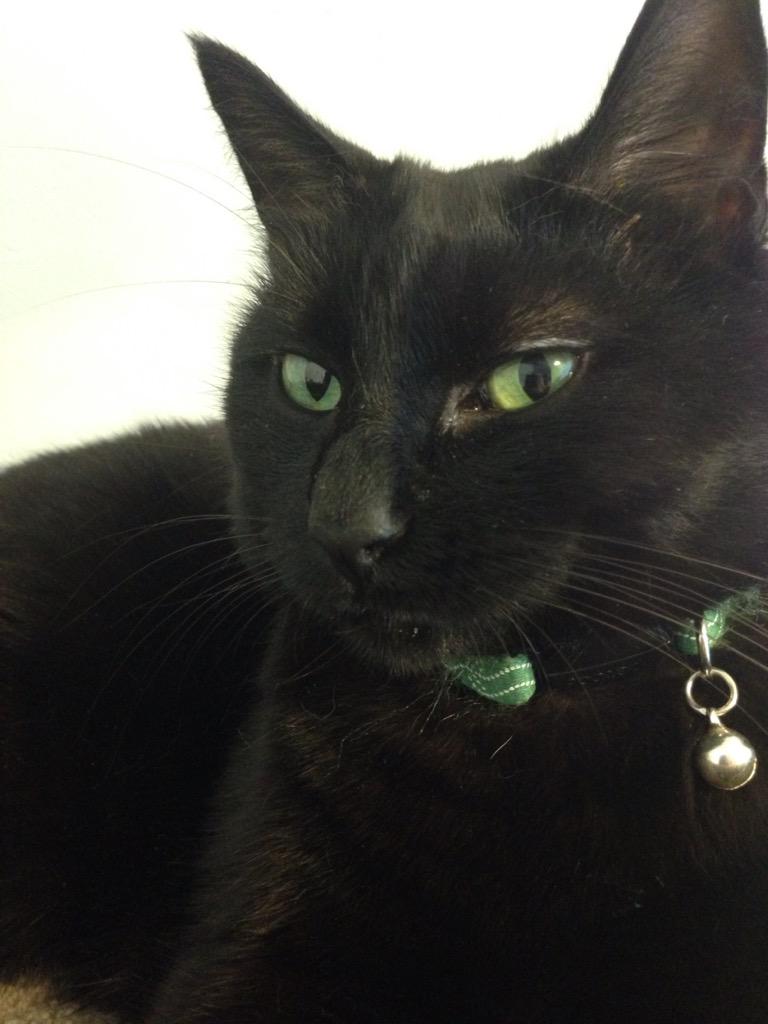 odannigirl's tweet image. Hanging out with my buddy who isn't feeling well while I wait for @IGGPPCamp emails and do crafts for swaps! #catcold