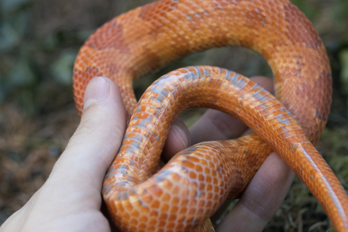 Felis47's tweet photo. Very nice belly. Landrace Lava Love  #cornsnake http://t.co/Mb2V1HUbkw