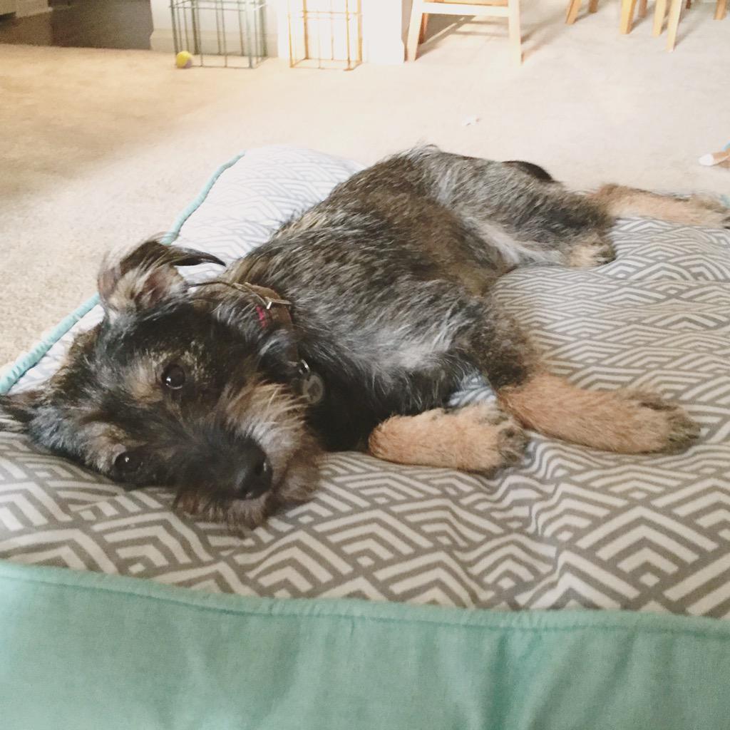 RaneMartin's tweet photo. whatever you are, you are loved β€οΈ #NationalMuttDay #mixedlikeme #dogisgood http://t.co/Wkscq55FcY