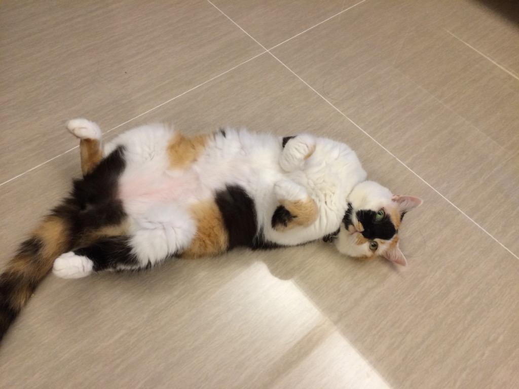 JochinC's tweet photo. #threecolorcat #cats goodnight http://t.co/V6py4rDdA7